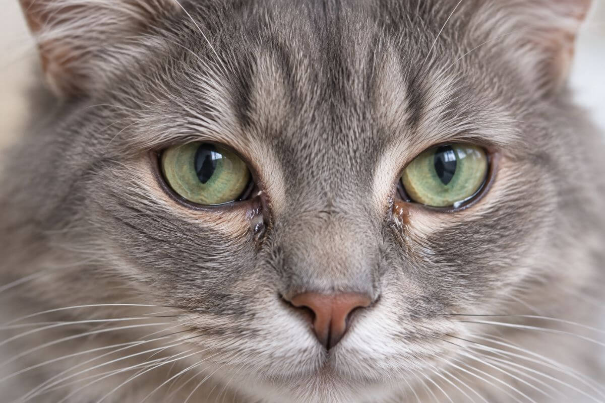 Gray cat with green eyes showing mild watery discharge and crust around the eye area