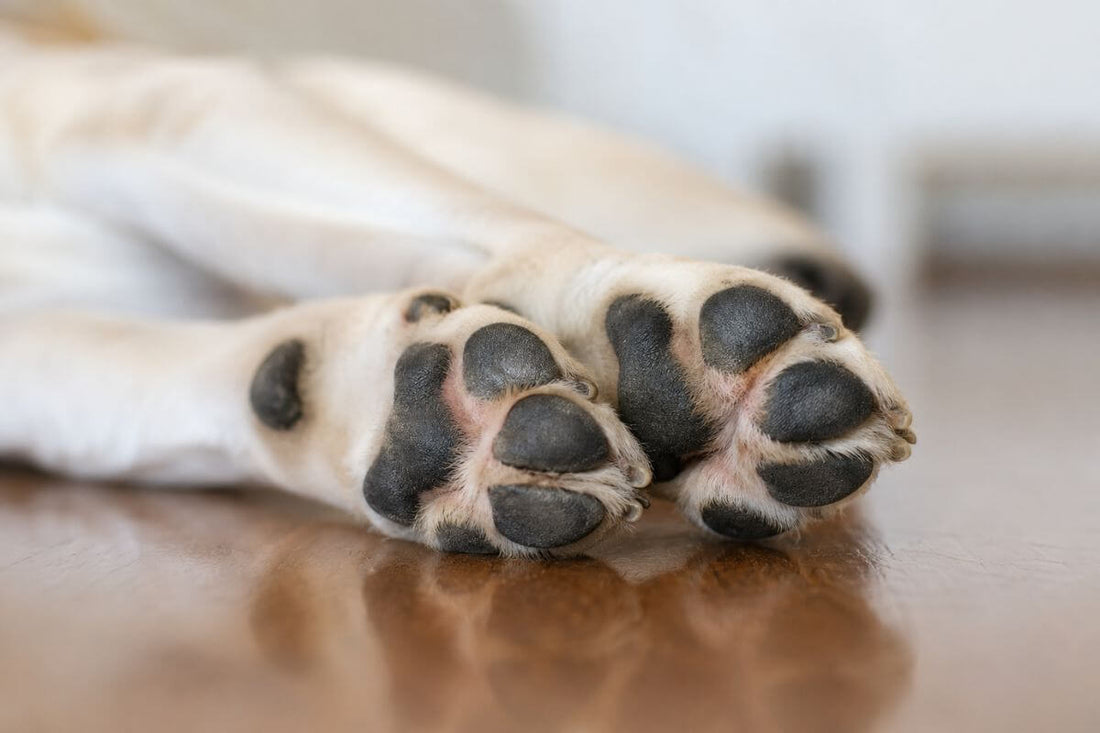 Bottom of dog paws showing pads on hard wood floor