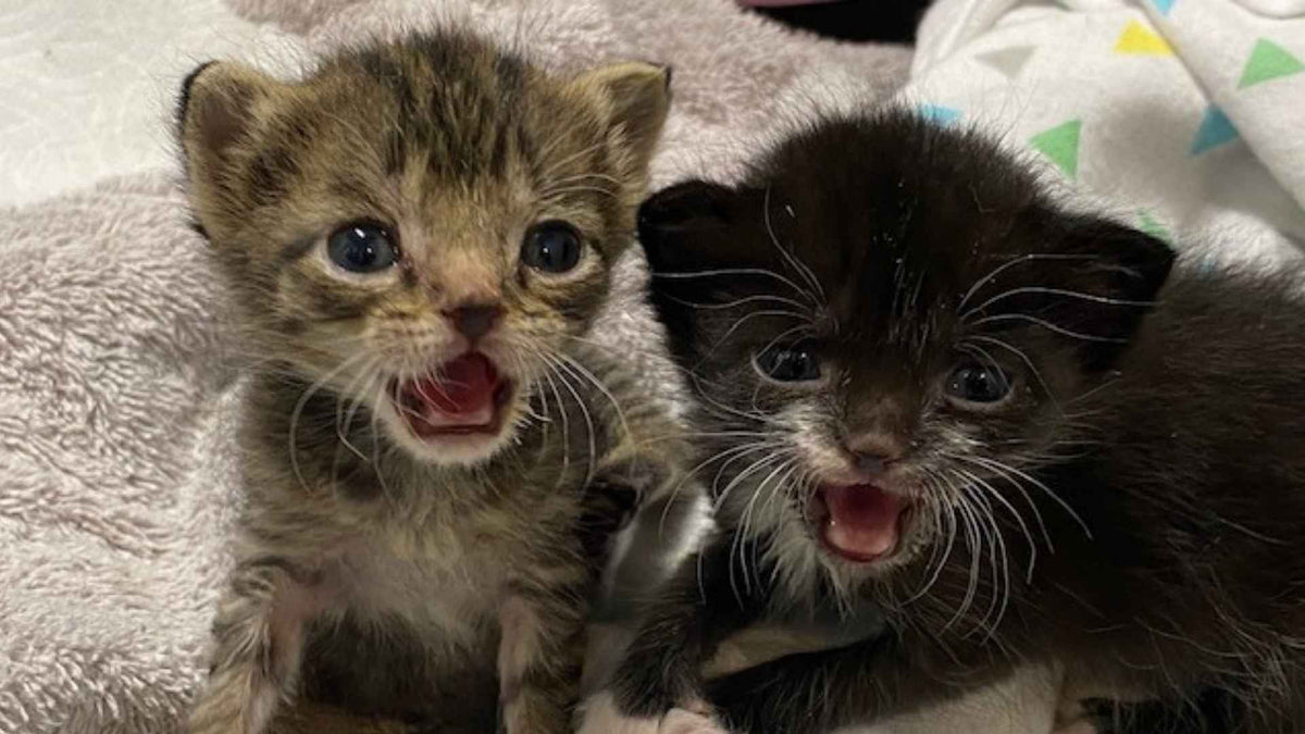 Two kittens sitting together, representing everyday cat care with hypochlorous acid for itchy skin, minor scrapes, and safe topical use.
