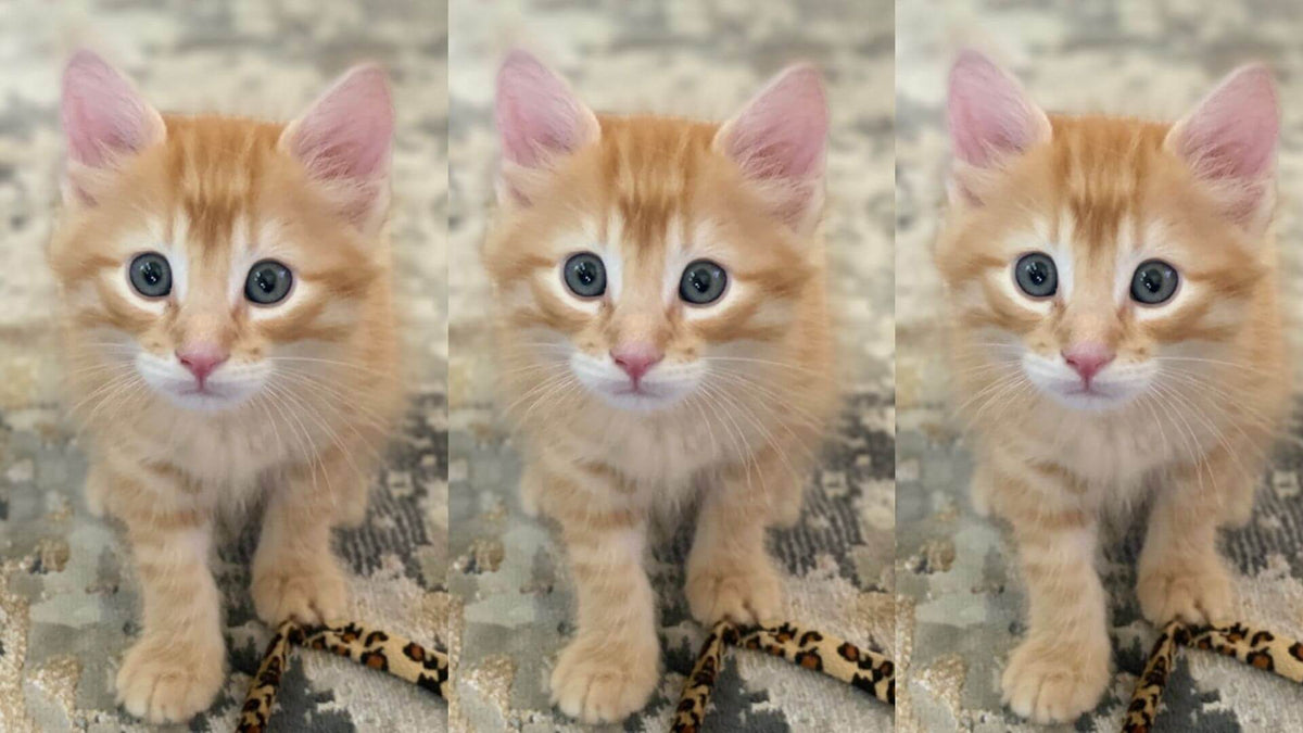 Orange kitten looking directly at camera — featured image for article on HOCl safety for cats