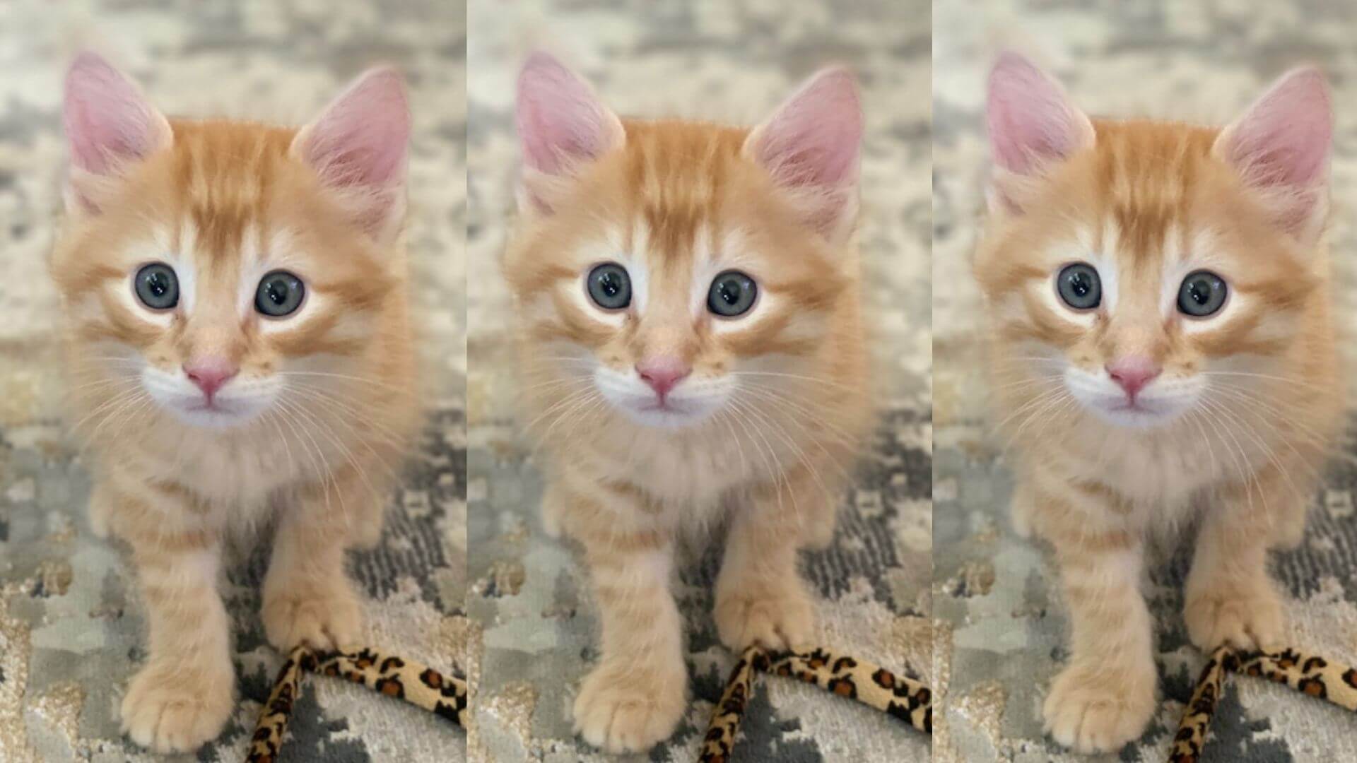 Orange kitten looking directly at camera — featured image for article on HOCl safety for cats